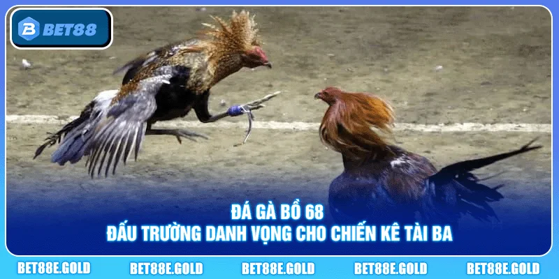 Đá Gà Bồ 68
