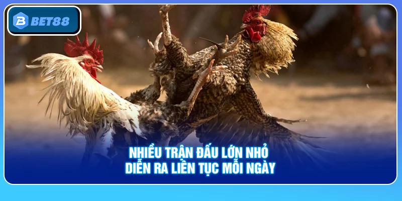 Đá Gà Bet88
